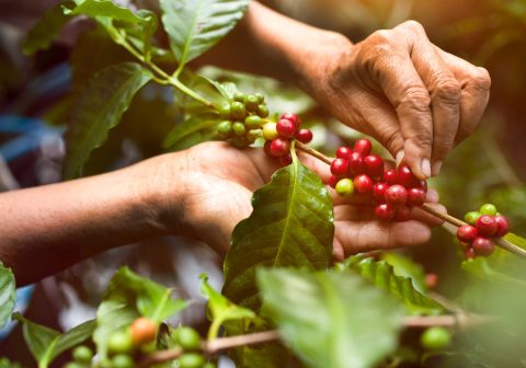 colombia-coffee-tour